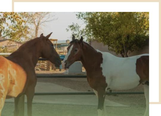 Equine Assisted Therapy