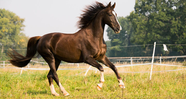 Equine Assisted Therapy